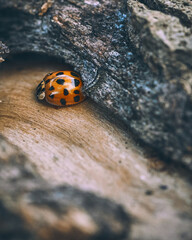 Animal Wildlife Macro Perspective Autumn Moody . High quality photo