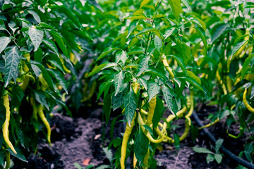 Green chili pepper plantation with drip irrigation system, selective focus. Fresh farm plantation. Healthy food background. Harvest season.