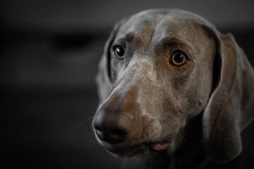 Portrait of a young female Weimar dog on a grey background.