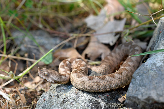 Nose-horned viper from Greece / Europ&auml;ische Hornotter (Vipera ammodytes) - Thrakien, Griechenland