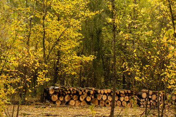 leaves in autumn forest at sunny weather