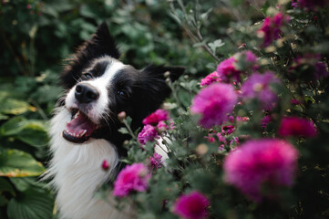 Obraz premium Black and white border collie dog with flowers