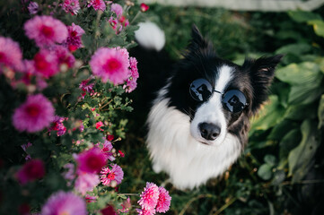 Black and white border collie dog in sunglasses with flowers