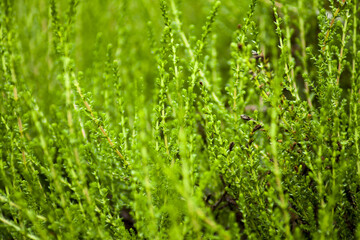 Green lichens growing in forest glades in spring.

