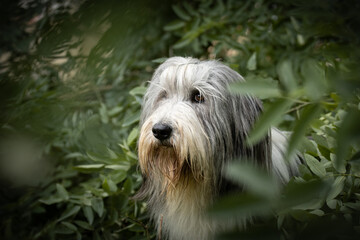 Bearded collie is sitting in bush in city center in Prague. 