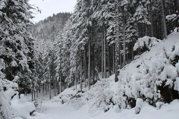 landscape in the french alpes closed to chamonix (france)