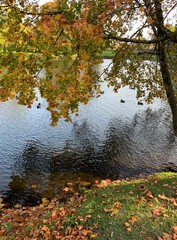 Pond with ducks, autumn trees, golden leaves
