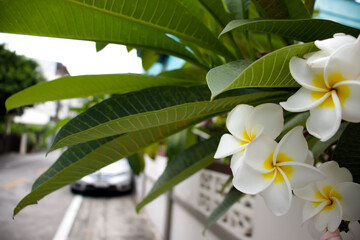 Plumeria flower in village. Thailand.