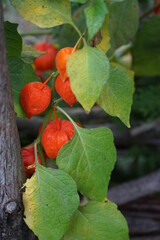 Die Lampionblume (Physalis alkekengi) ist eine Pflanzenart aus der Gattung der Blasenkirschen...