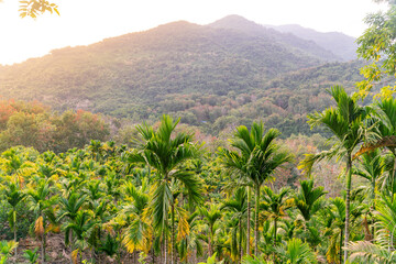 The amazing view of jungles in Yanoda Rain Forest national park on Hainan in China