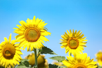 Beautiful view of sunflowers growing in field