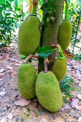 The amazing view of green ripe jackfruit brunch on the tree inside the fruit garden on Hainan