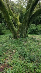 Fototapeta premium covered with moss