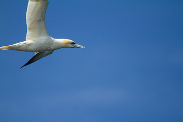 Fototapeta na wymiar Alcatraz atlántico ( Morus bassanus), ave marina en vuelo con fondo azul