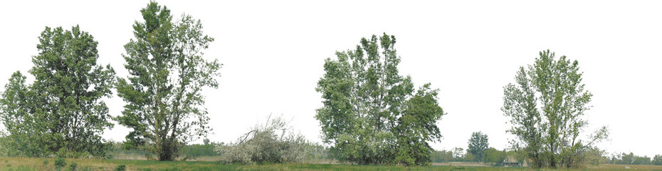 Greenleaf Treeline Cutout on isolated background 024