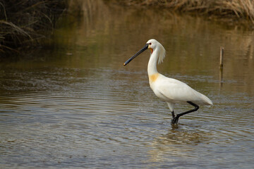 Eurasian Spoonbill or Common Spoonbill , Platalea leucorodia, Doñana National Park, Spain.