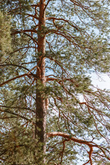 Pine trees standing in the forest. Shooting from bottom to top, against the sky
