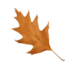 Brown fall oak leaf isolated on white background. Close up of autumn leaves from red oak tree