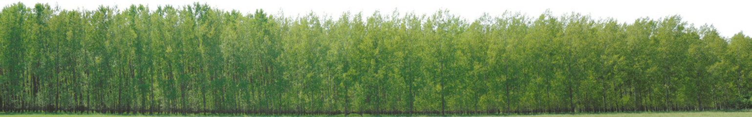 Fototapeta na wymiar Greenleaf Treeline Cutout on isolated background 012
