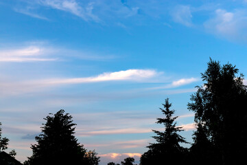 Silhouettes of trees on the background of a beautiful blue sky.