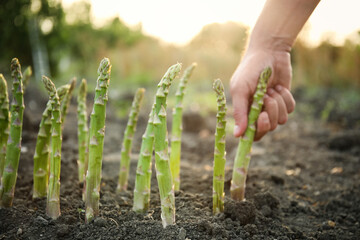 Man picking fresh asparagus in field, closeup