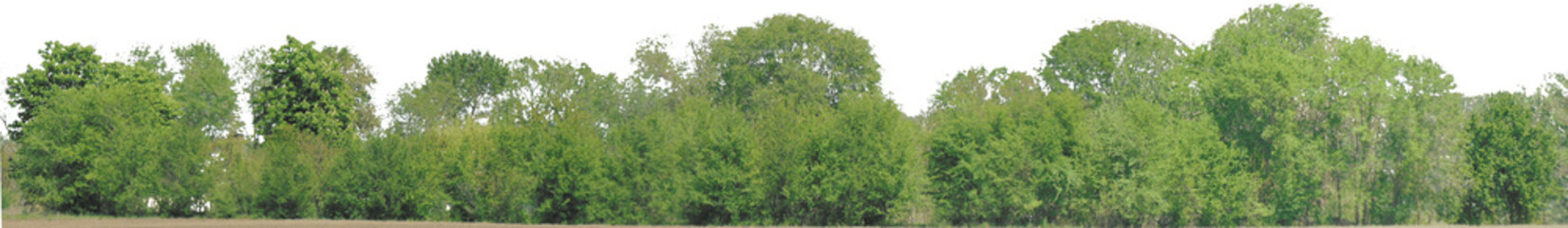Greenleaf Treeline Cutout on isolated background 018