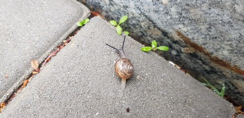 snail on the road