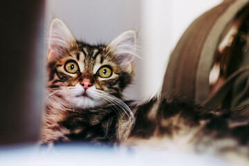 Portrait d'un adorable chaton angora tigré