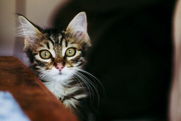 Portrait d'un adorable chaton angora tigré