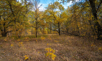 Autumn morning in the yellow oak forest during leaf fall