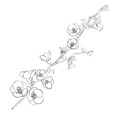 Hand drawn design elements sakura flowers collection. © Kotkoa