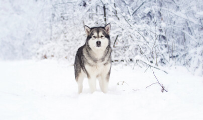 dog in winter in a snowy forest, alaskan malamute