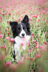 Adult border collie is in crimson clover. He has so funny face.