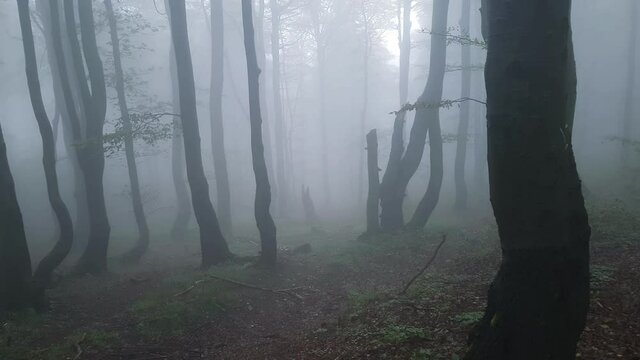 Misty morning in the woods. A disturbing fog rolls through the trees. The twisted trunks create a disturbing atmosphere.