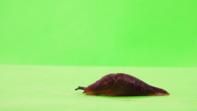 Semi-slugs crawling on a green screen