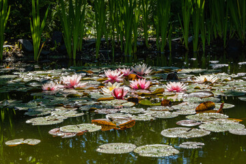 Obraz na płótnie Canvas Pink water lilies or lotus flowers Marliacea Rosea in garden pond.Close-up. Nymphs with water droplets on snowy petals and leaves. Floral landscape for nature wallpaper with copy space.Selective focus