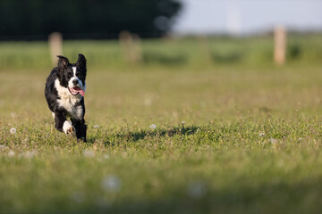 Obraz na płótnie Canvas Border Collie Junghund rennt über Wiese