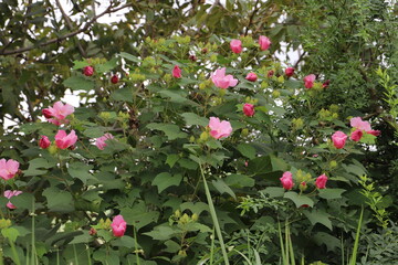 秋の公園に咲くフヨウのピンクの花