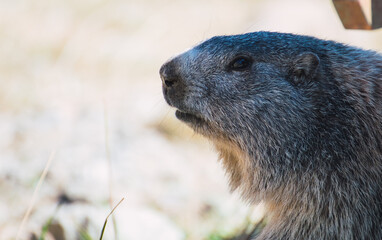 Groundhog