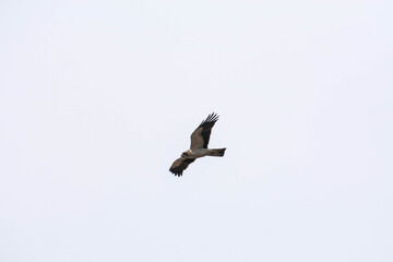 Booted eagle flying