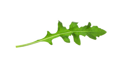Leaf of fresh arugula isolated on white