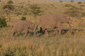 Fototapeta premium african elephant herd
