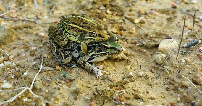 Closeup video of two Rio Grande Leopard Frogs(Lithobates berlandieri) grasping together.
