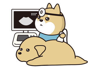 子犬のエコー検査