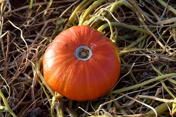 Pumpkin at an open farmers market. Ripe in the field
