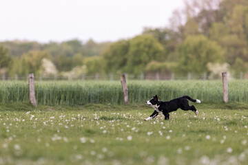 Border Collie Junghund rennt über Wiese