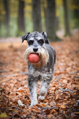 Schnauzer is running in nature around are leaves. She is so cute dog.