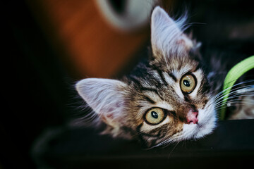 Portrait d'un adorable chaton angora tigré