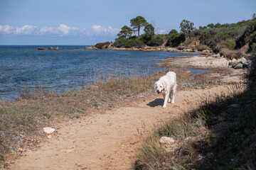 Fototapeta premium Large white Kuvasz dog walking on a path by the beach