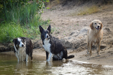 Border collie are standing in water. They want their toys.